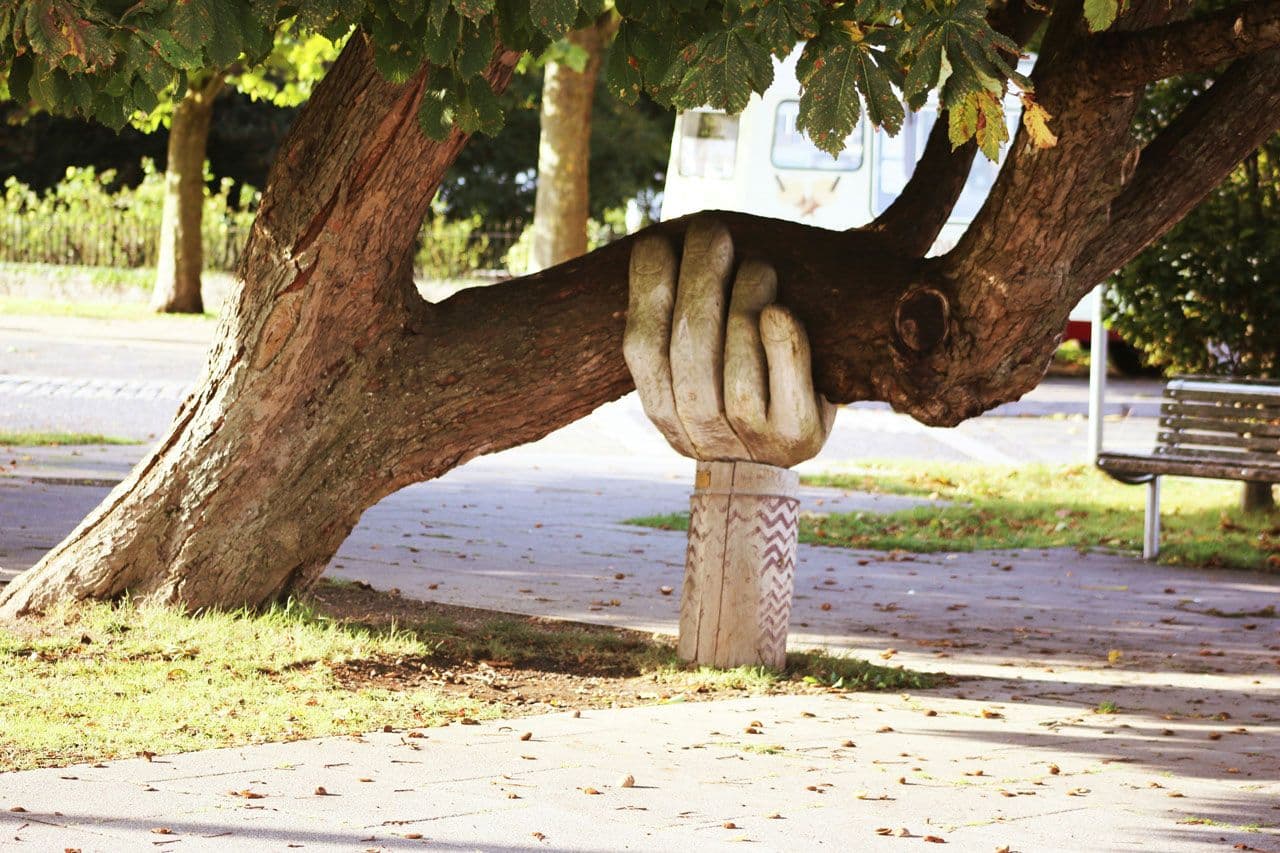 A tree in a park